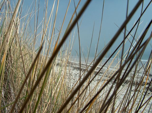 Images/Plage.jpg